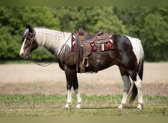 Paint Horse, Gelding, 7 years, Pinto
