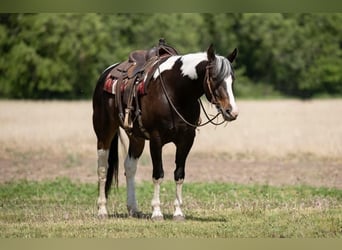 Paint Horse, Gelding, 7 years, Pinto