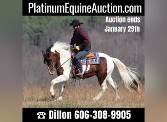 Paint Horse, Gelding, 7 years, Tobiano-all-colors