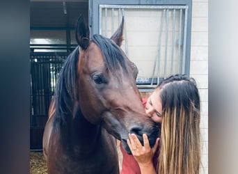 Paint Horse Mix, Gelding, 8 years, 14.2 hh, Brown