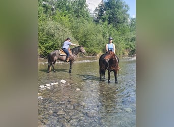 Paint Horse Mix, Gelding, 8 years, 14.2 hh, Brown