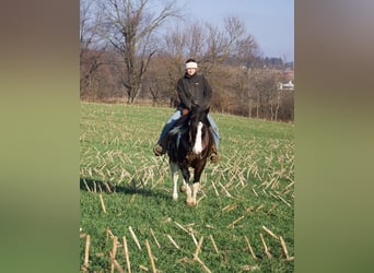 Paint Horse Mix, Gelding, 8 years, 14.2 hh