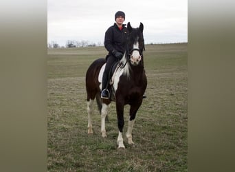 Paint Horse Mix, Gelding, 8 years, 14.2 hh