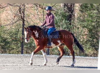 Paint Horse, Gelding, 8 years, 14,3 hh