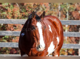 Paint Horse, Gelding, 8 years, 14,3 hh