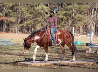 Paint Horse, Gelding, 8 years, 14.3 hh
