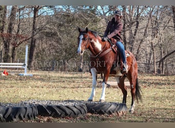 Paint Horse, Gelding, 8 years, 14.3 hh