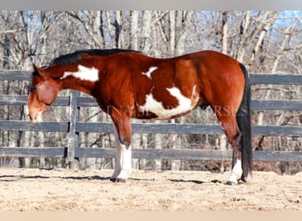 Paint Horse, Gelding, 8 years, 14.3 hh