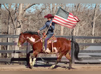 Paint Horse, Gelding, 8 years, 14.3 hh