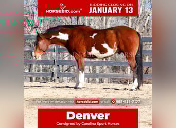 Paint Horse, Gelding, 8 years, 14.3 hh