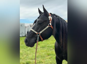 Paint Horse, Gelding, 8 years, 14,2 hh, Black