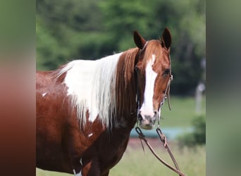 Paint Horse, Gelding, 8 years, 14,3 hh, Tobiano-all-colors