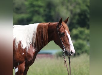 Paint Horse, Gelding, 8 years, 14,3 hh, Tobiano-all-colors