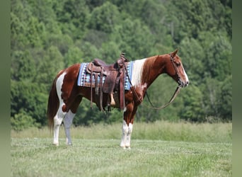 Paint Horse, Gelding, 8 years, 14,3 hh, Tobiano-all-colors