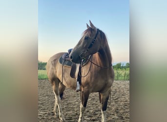 Paint Horse, Gelding, 8 years, 15.1 hh, Dun