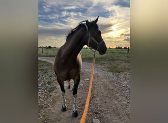 Paint Horse, Gelding, 8 years, 15.1 hh, Dun