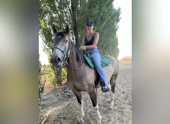 Paint Horse, Gelding, 8 years, 15.1 hh, Dun