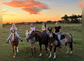 Paint Horse, Gelding, 8 years, 15.1 hh, Dun