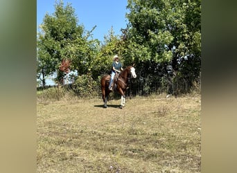 Paint Horse, Gelding, 8 years, 15.2 hh, Bay