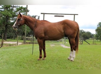 Paint Horse, Gelding, 8 years, 15.2 hh, Overo-all-colors