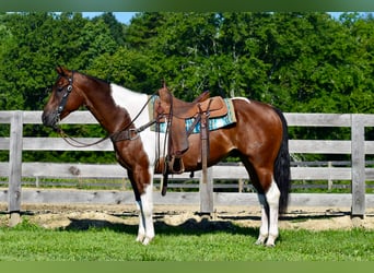 Paint Horse, Gelding, 8 years, 15.2 hh