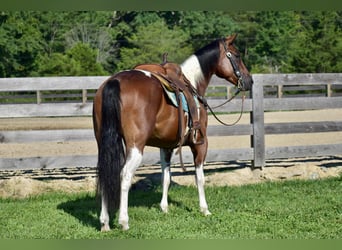 Paint Horse, Gelding, 8 years, 15.2 hh