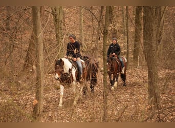 Paint Horse, Gelding, 8 years, 15.3 hh