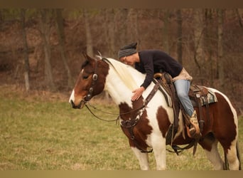 Paint Horse, Gelding, 8 years, 15.3 hh