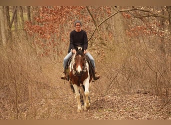 Paint Horse, Gelding, 8 years, 15.3 hh