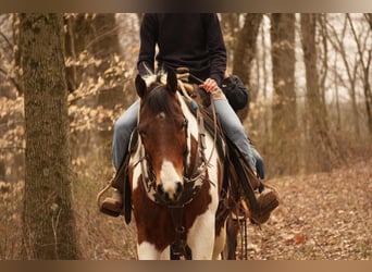 Paint Horse, Gelding, 8 years, 15.3 hh
