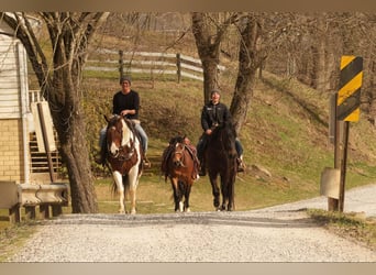 Paint Horse, Gelding, 8 years, 15.3 hh