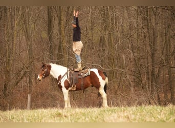 Paint Horse, Gelding, 8 years, 15.3 hh