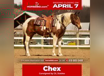 Paint Horse, Gelding, 8 years, 15.3 hh