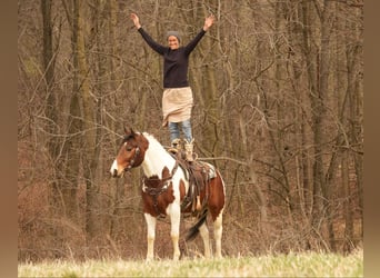 Paint Horse, Gelding, 8 years, 15.3 hh