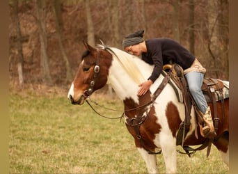 Paint Horse, Gelding, 8 years, 15.3 hh