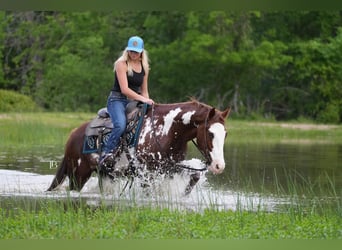 Paint Horse, Gelding, 8 years, 15 hh, Overo-all-colors