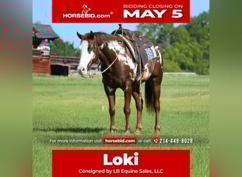 Paint Horse, Gelding, 8 years, 15 hh, Overo-all-colors