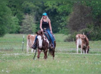 Paint Horse, Gelding, 8 years, 15 hh, Overo-all-colors