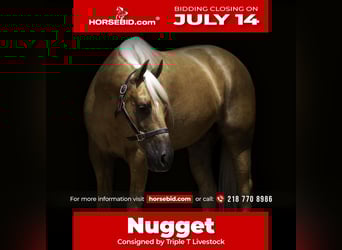 Paint Horse, Gelding, 8 years, 15 hh, Palomino