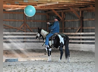 Paint Horse, Gelding, 8 years, 15 hh, Pinto