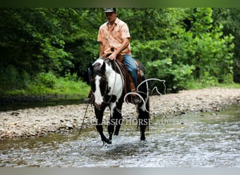 Paint Horse, Gelding, 8 years, 15 hh, Tovero-all-colors