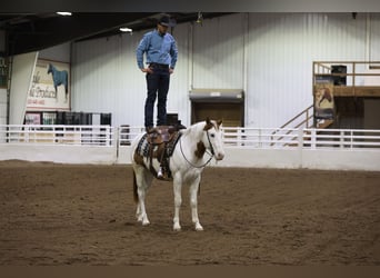 Paint Horse, Gelding, 8 years, 15 hh, Tovero-all-colors