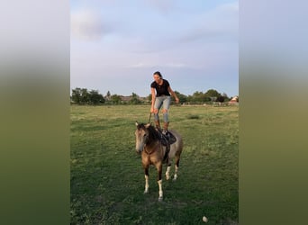 Paint Horse, Gelding, 8 years, 15,1 hh, Dun
