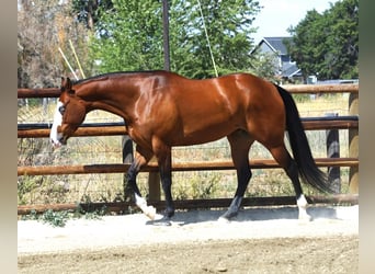 Paint Horse, Gelding, 8 years, 16 hh, Bay