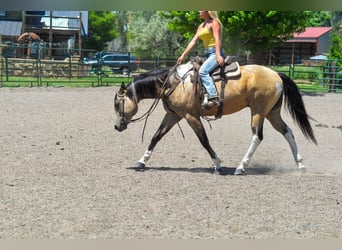 Paint Horse, Gelding, 8 years, 16 hh, Buckskin