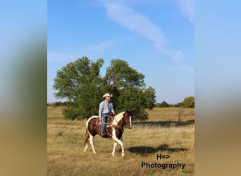 Paint Horse Mix, Gelding, 8 years, 16 hh