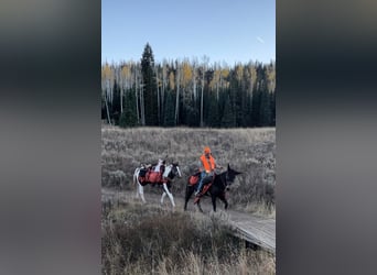 Paint Horse Mix, Gelding, 8 years, 16 hh