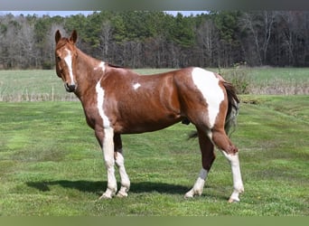 Paint Horse, Gelding, 8 years, 16 hh, Roan-Red