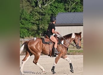 Paint Horse, Gelding, 8 years, 16 hh, Roan-Red