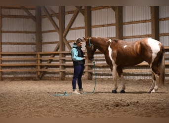 Paint Horse, Gelding, 8 years, 16 hh, Roan-Red